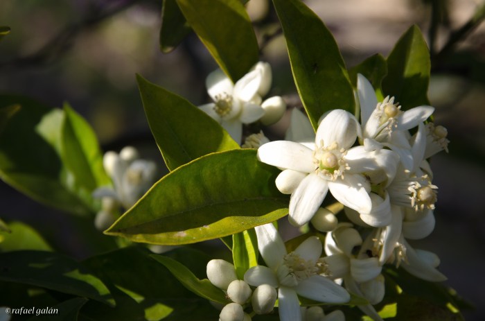 Vélez de Benaudalla. Jardín Nazarí